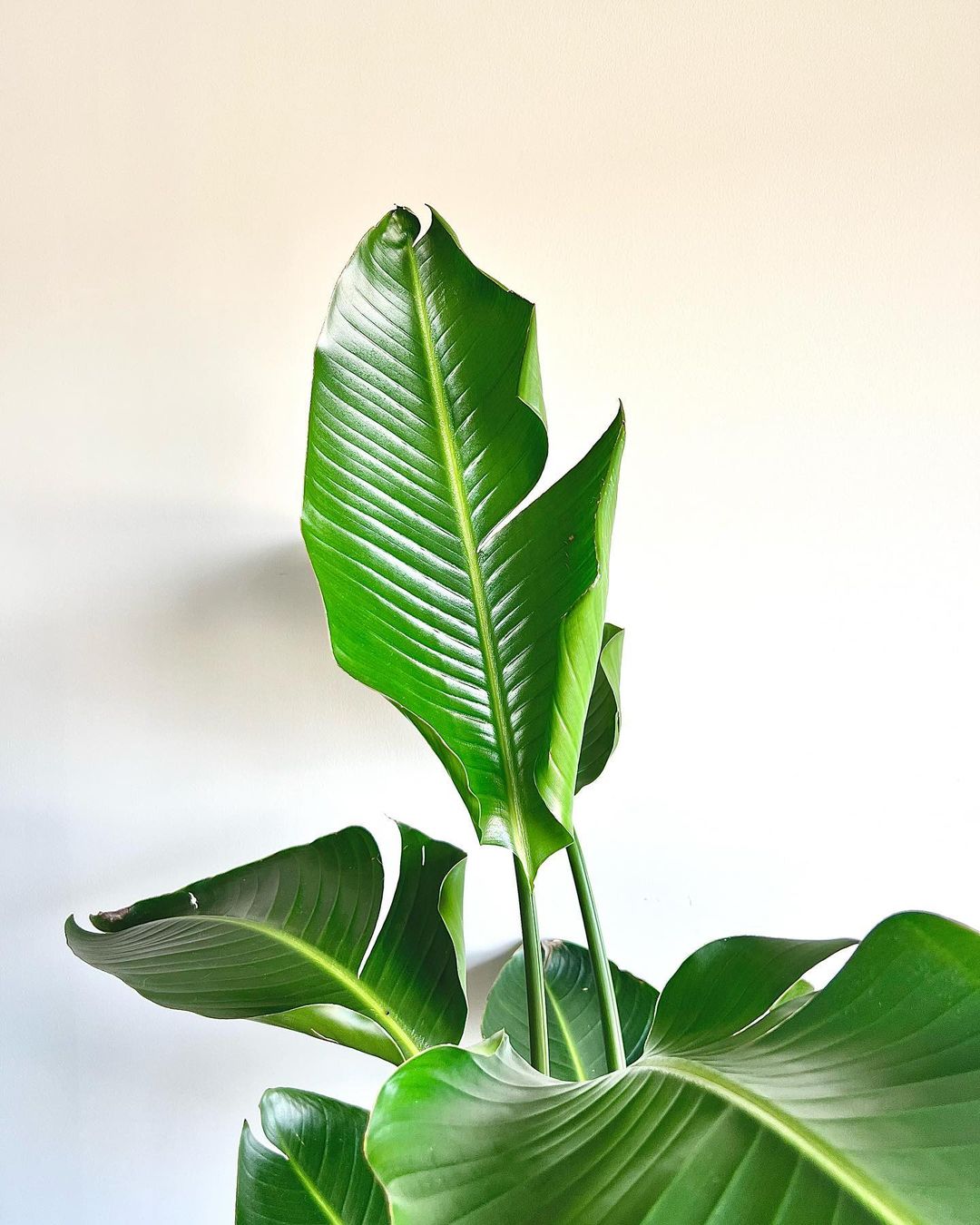 Bird of Paradise Care and Growing Guide Plantcarefully