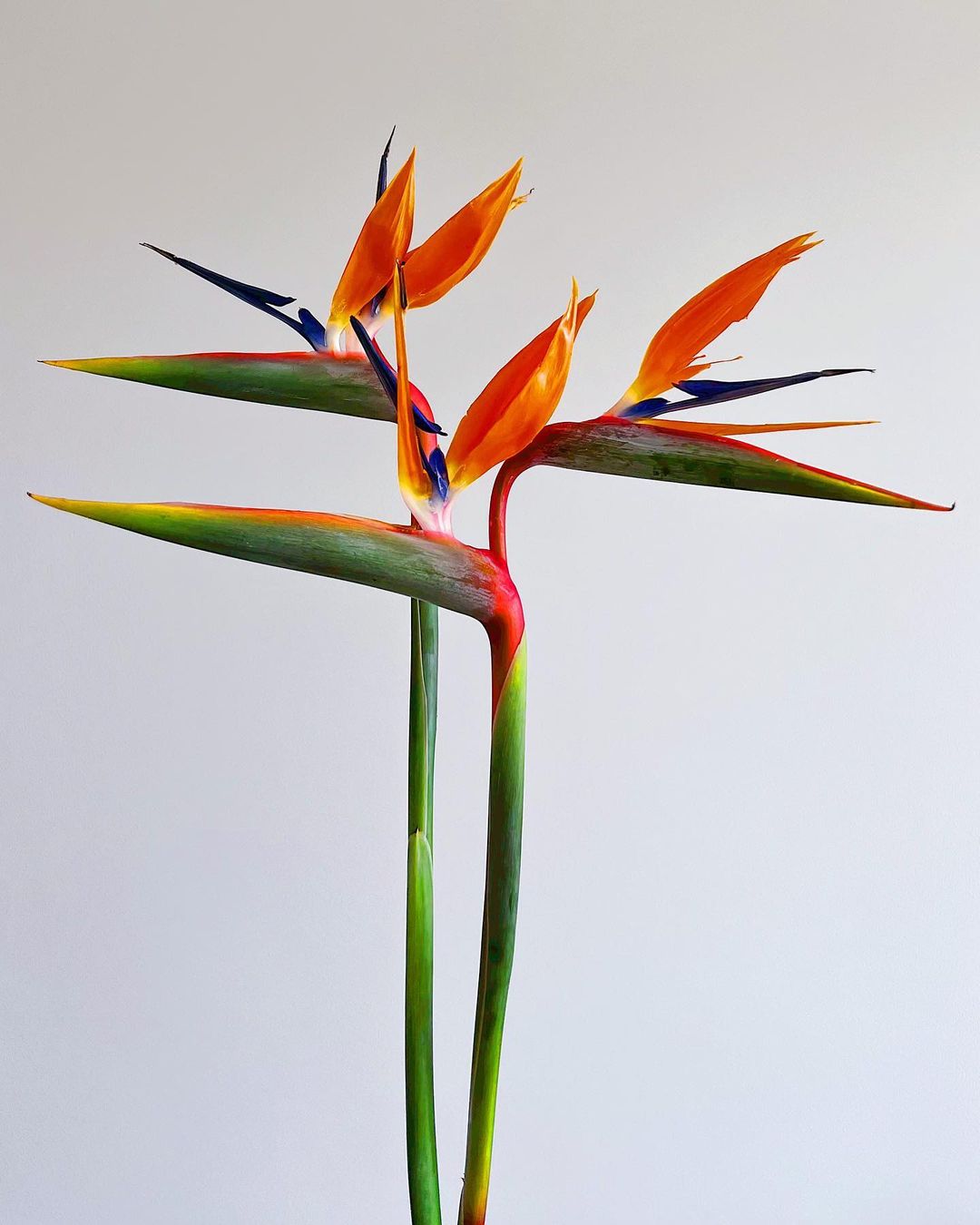 Bird of Paradise Care and Growing Guide Plantcarefully