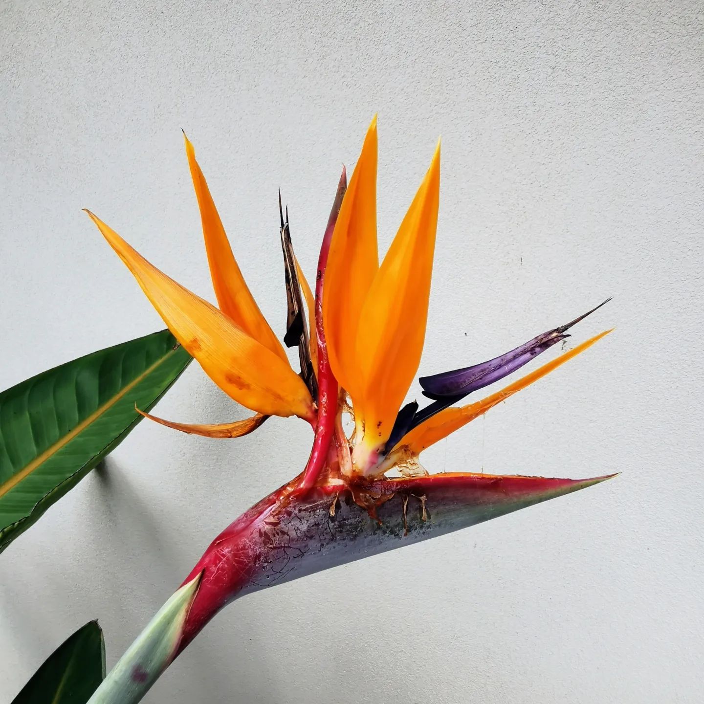 Bird of Paradise Care and Growing Guide Plantcarefully