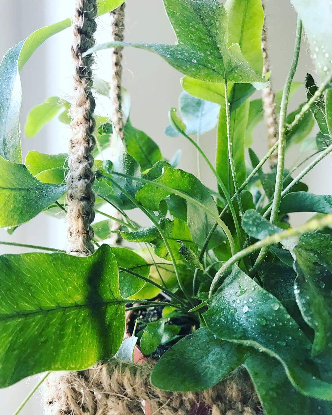 Blue Star Fern Care and Growing Guide | Plantcarefully