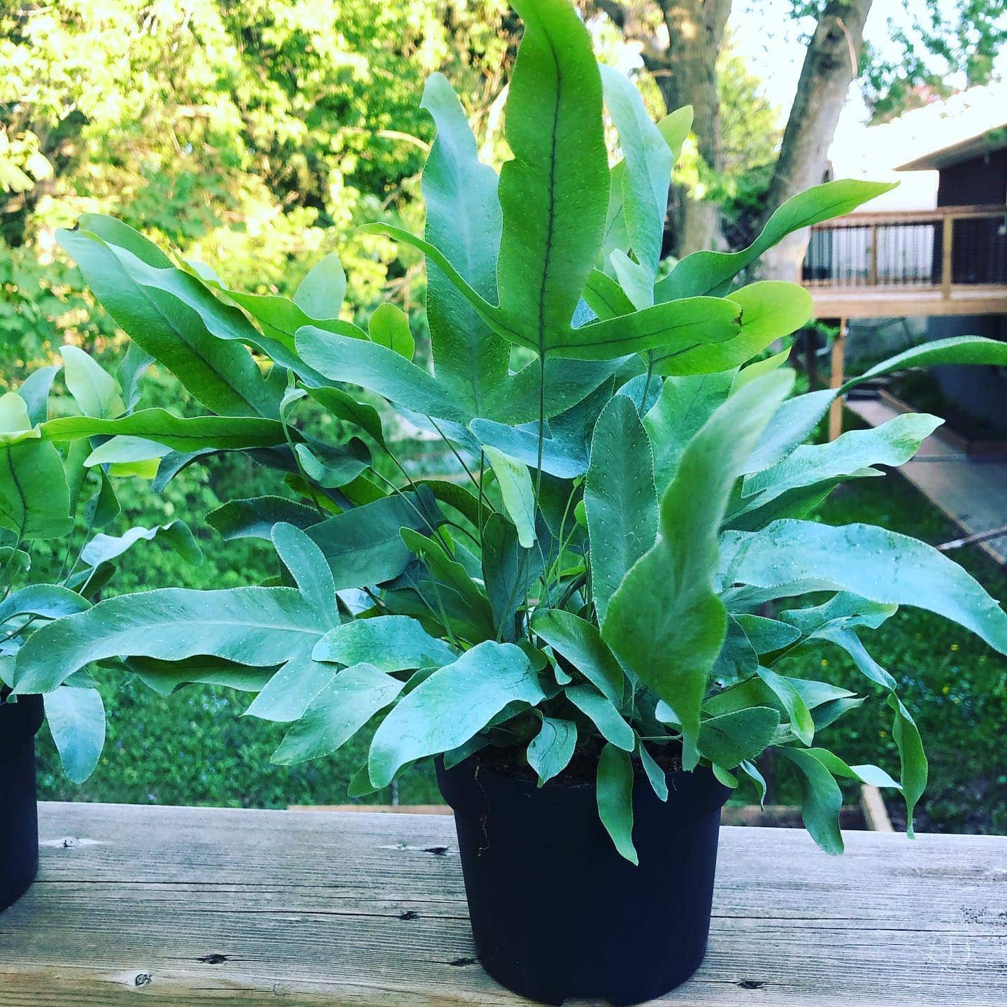 Blue Star Fern Care and Growing Guide Plantcarefully