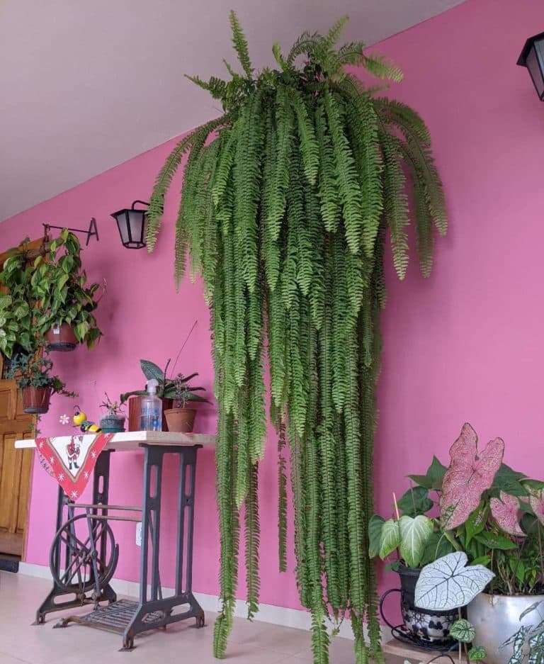 Growing Boston Ferns Care Tips! Plantcarefully