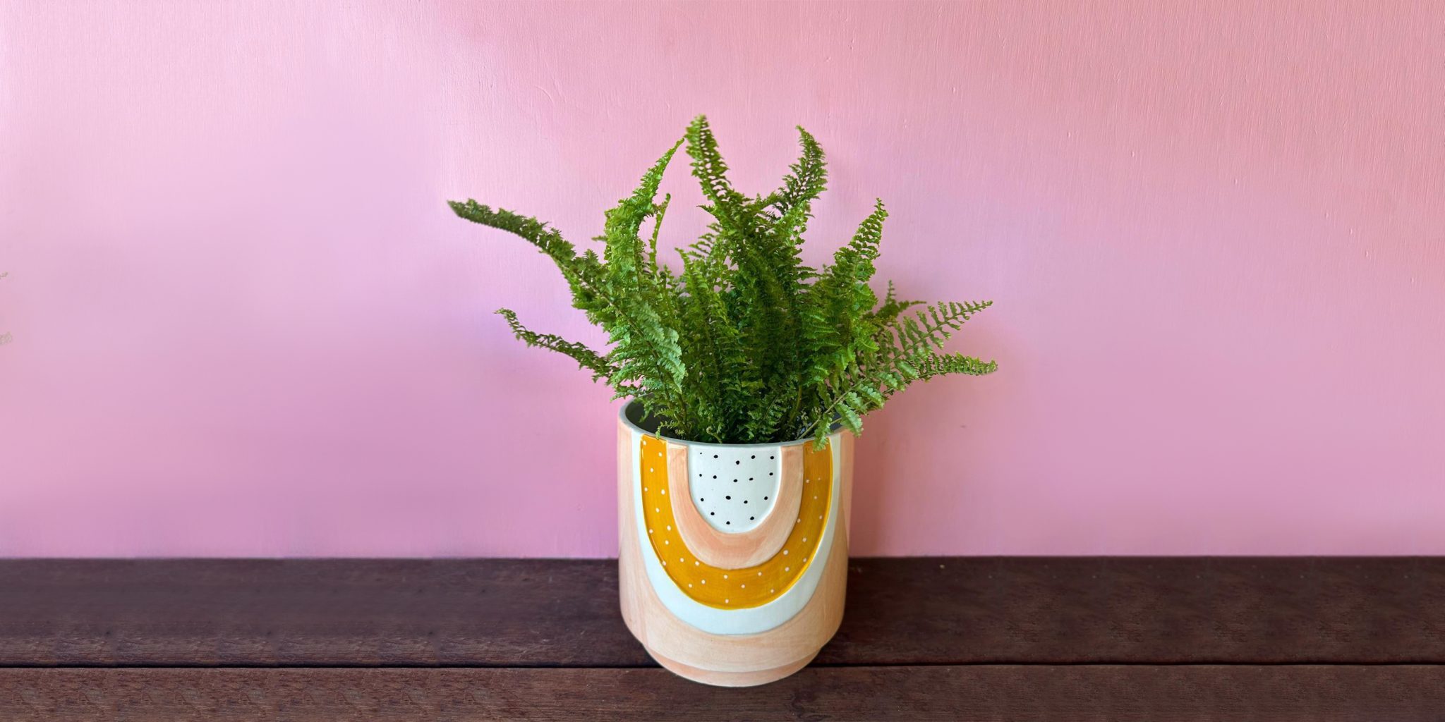 Growing Boston Ferns Care Tips! Plantcarefully