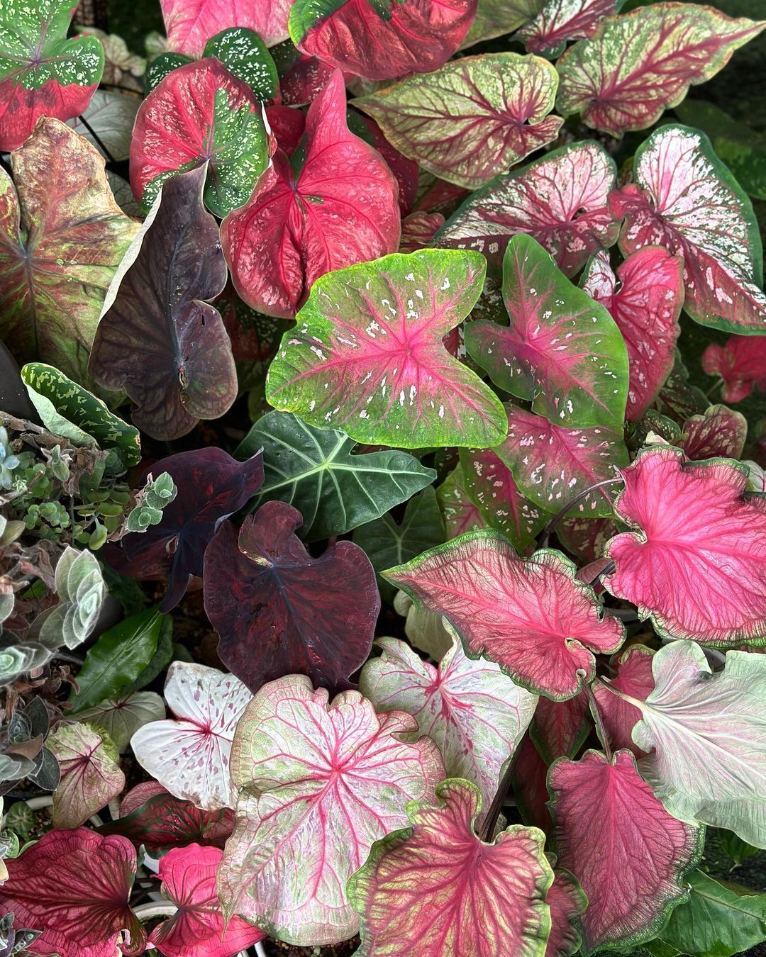 Caladium Care and Growing Tips! Plantcarefully