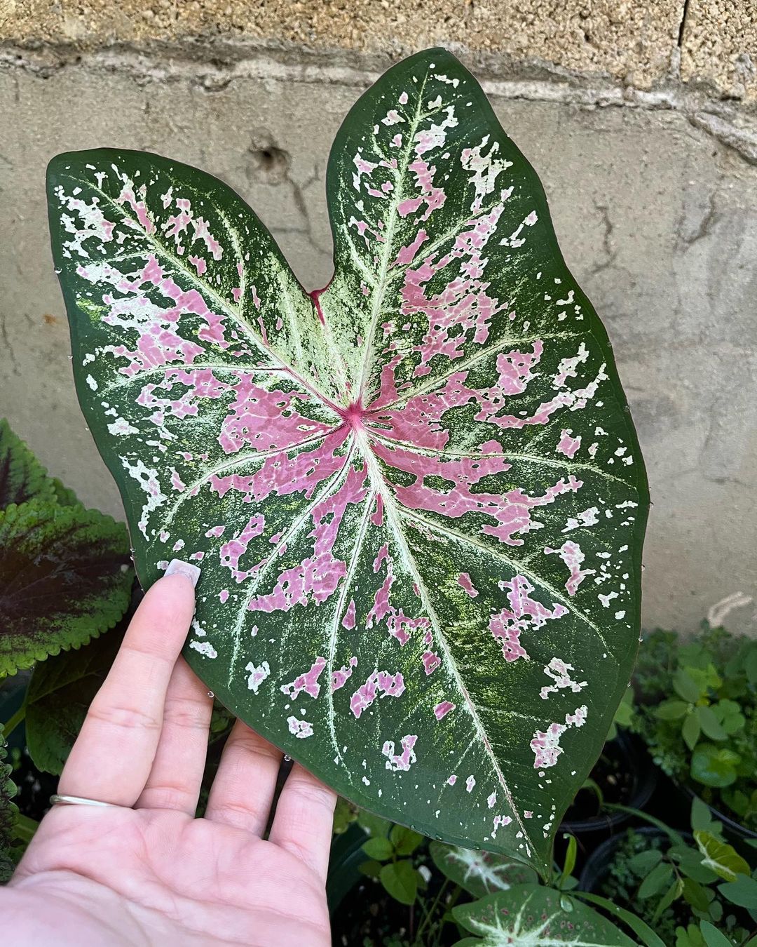 Caladium Care and Growing Tips! Plantcarefully