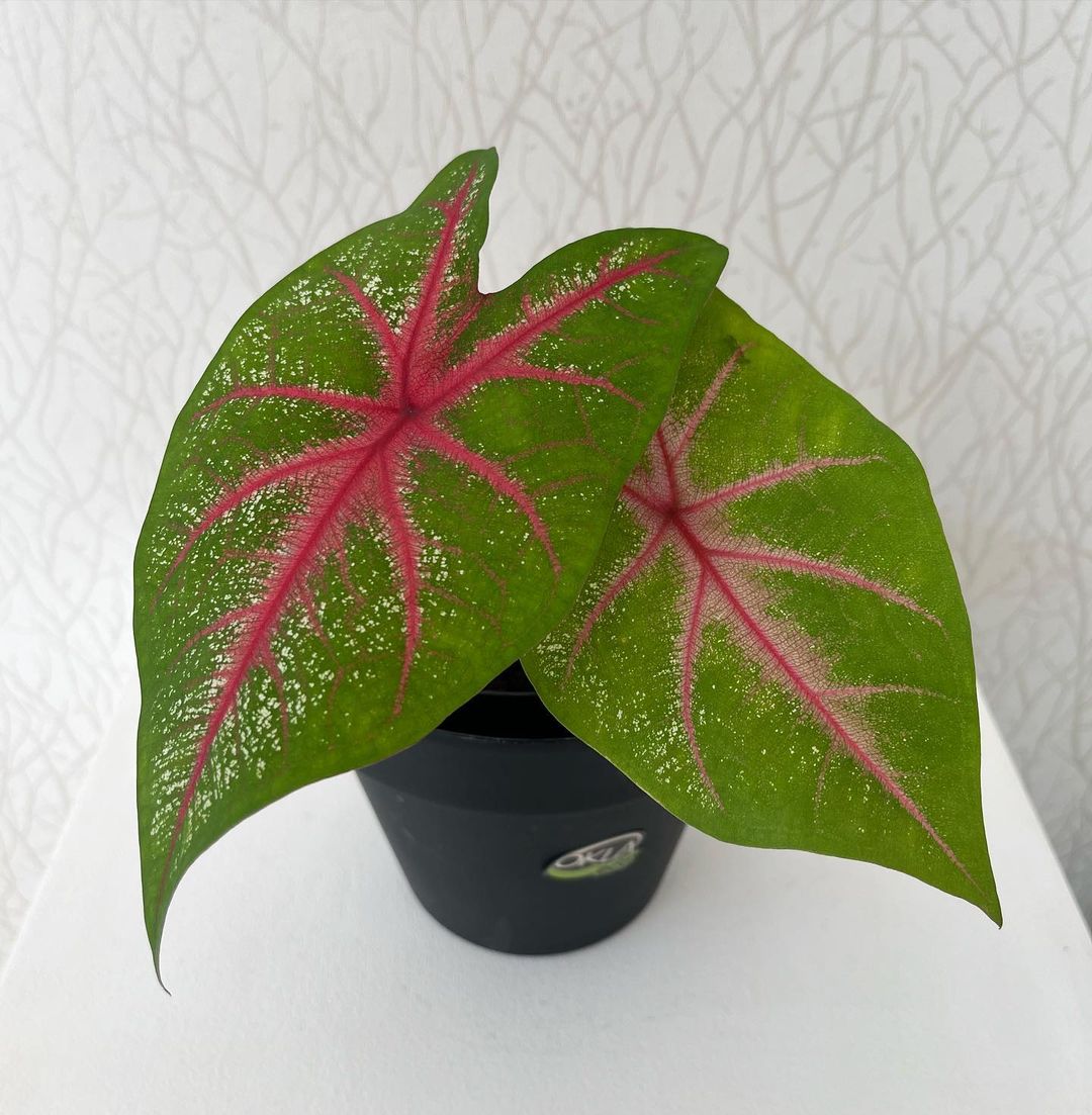 Caladium: Care and Growing Tips! | Plantcarefully