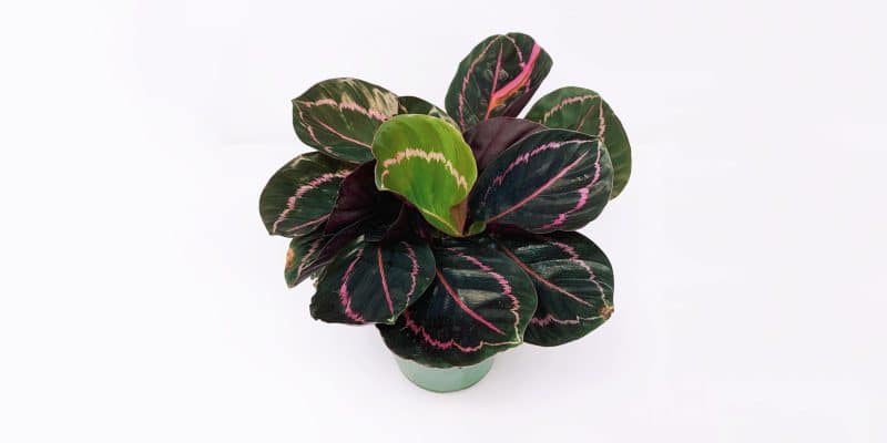 calathea-dottie-featured-01