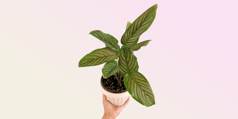 calathea-featured