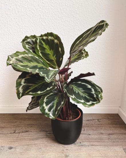 Medium Calathea 'Medallion' (Calathea roseopicta 'Medallion') – Rooted