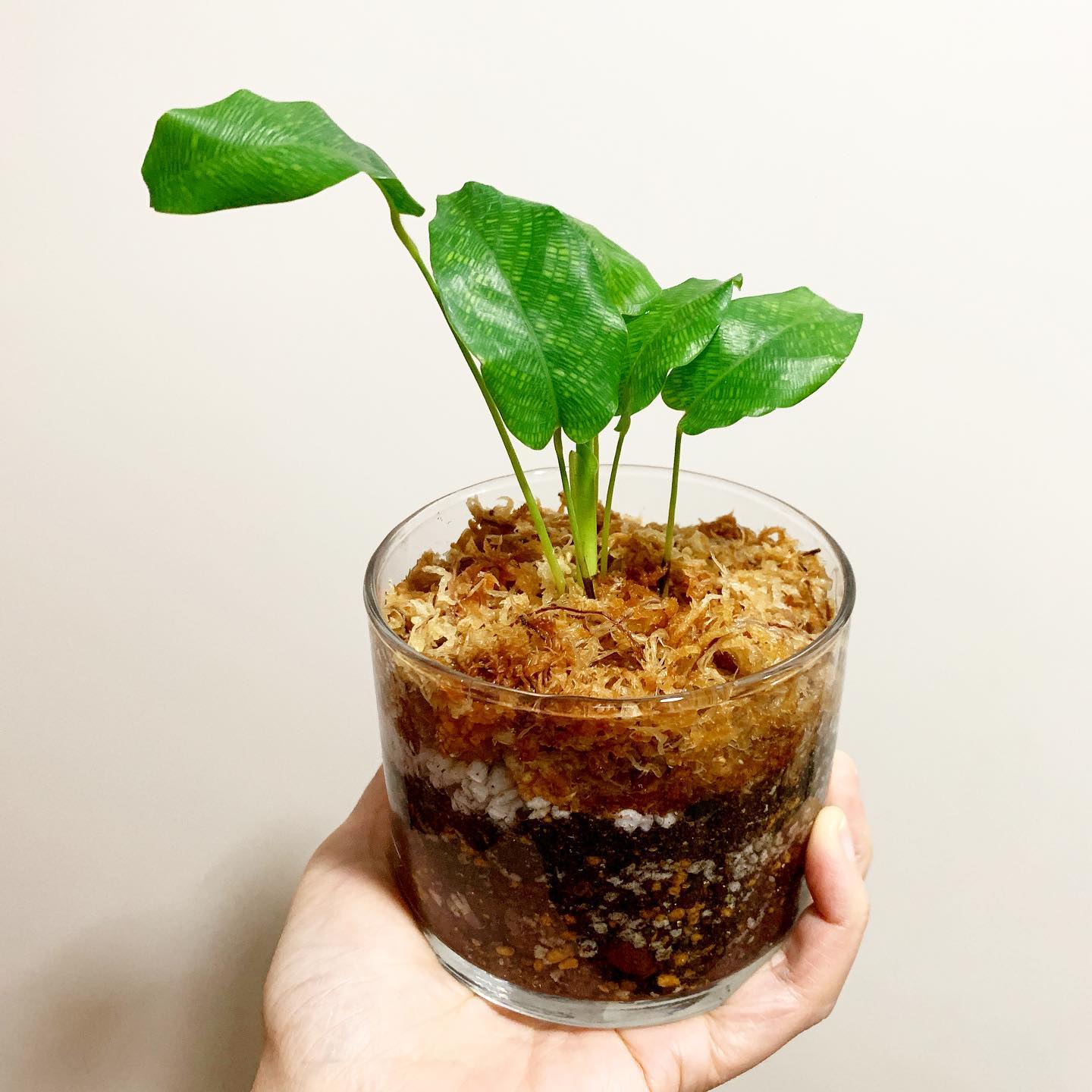 Calathea Musaica Care Guide Growing Calathea Plantcarefully