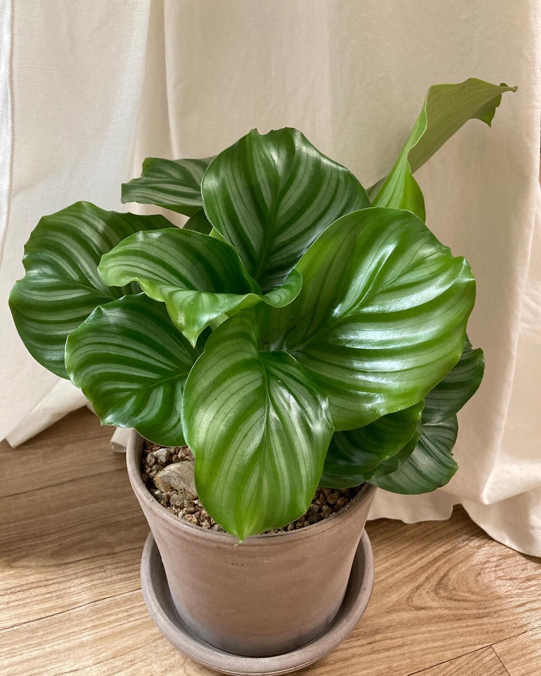 Calathea Orbifolia Care and Growing Tips Plantcarefully