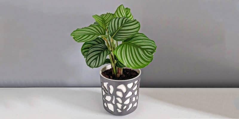 calathea-orbifolia-featured