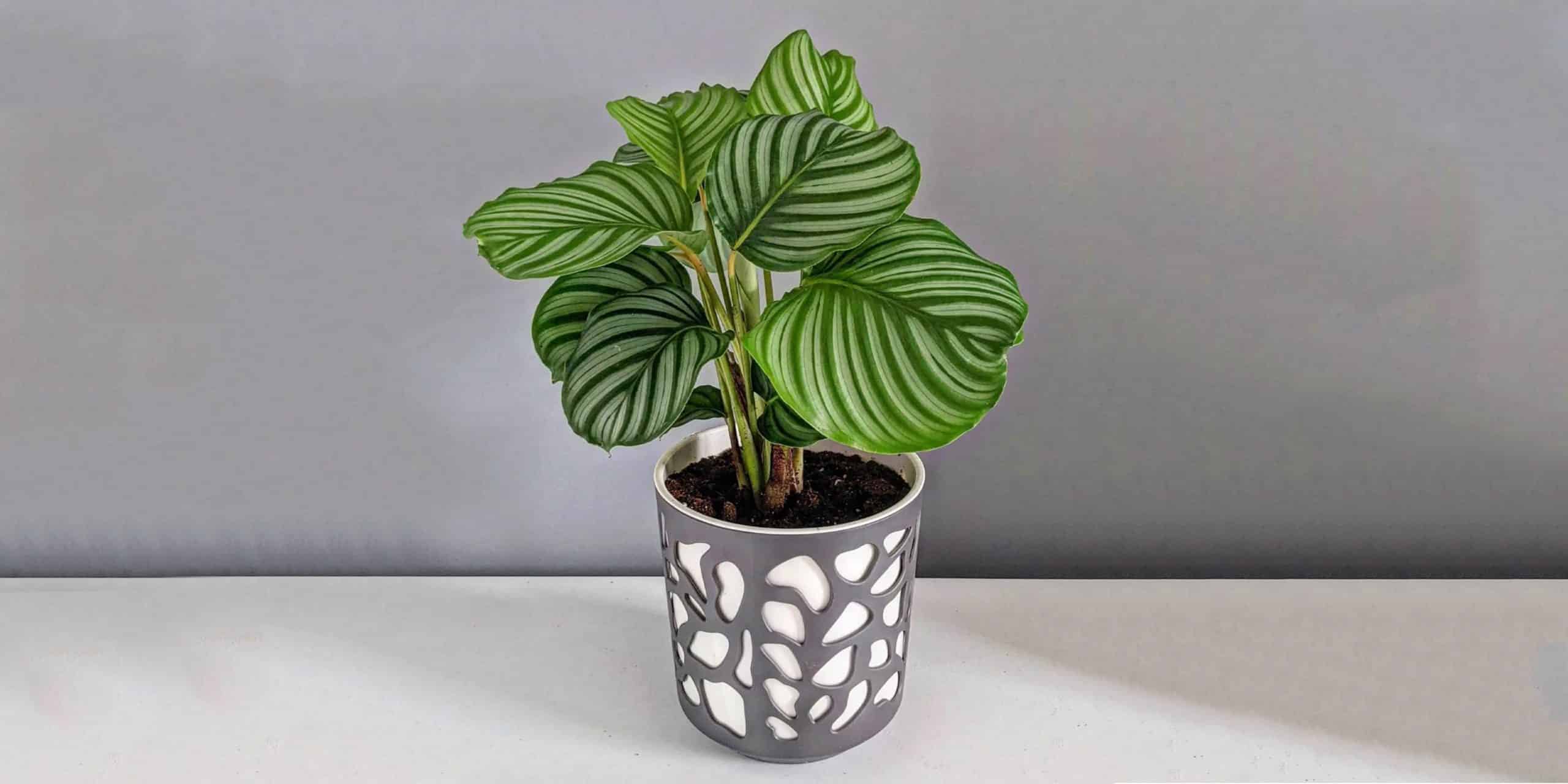 Calathea Orbifolia Care and Growing Tips Plantcarefully