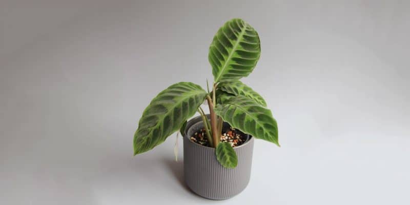 calathea-warscewiczii-featured