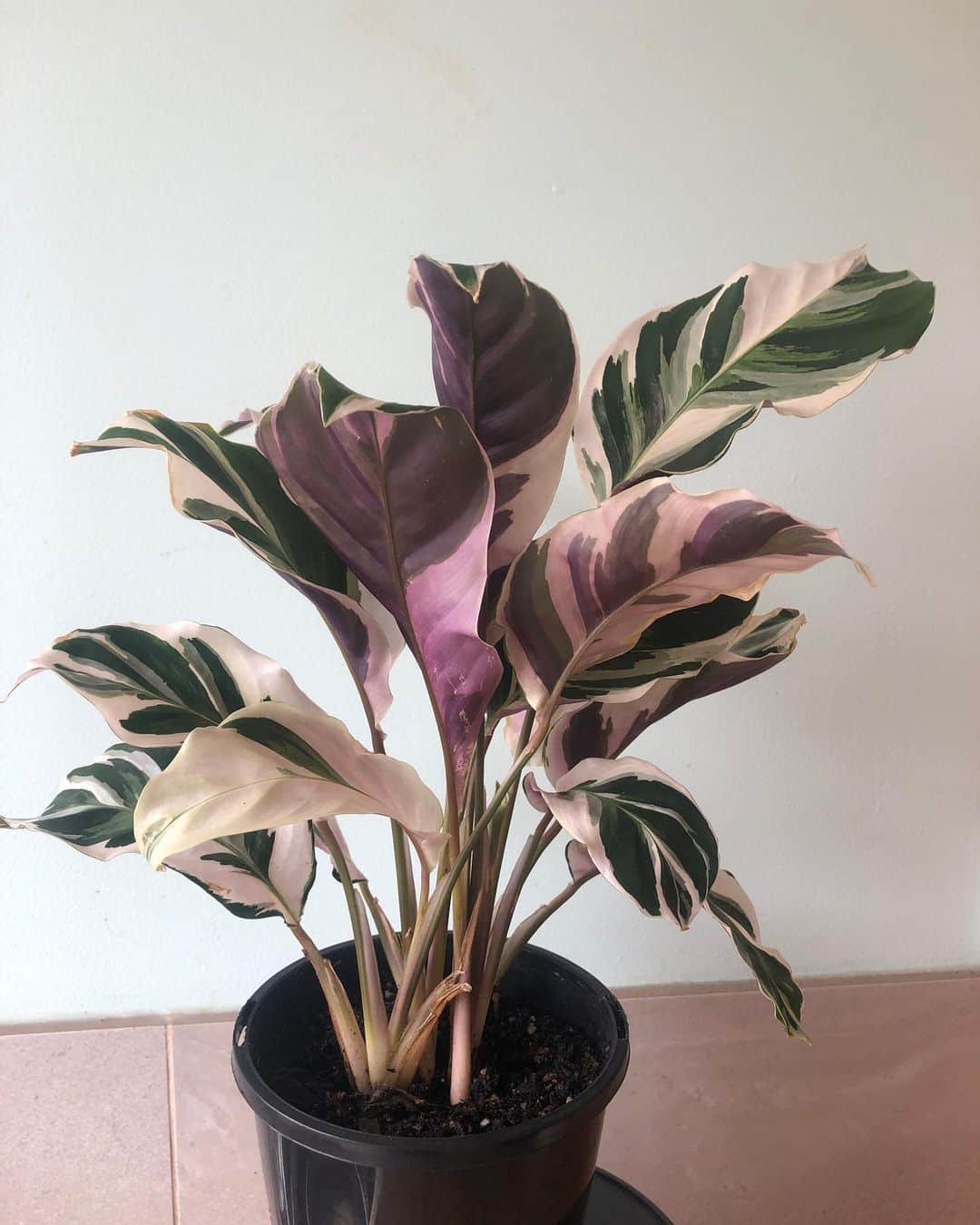 Growing White Fusion Calathea Care Tips! Plantcarefully