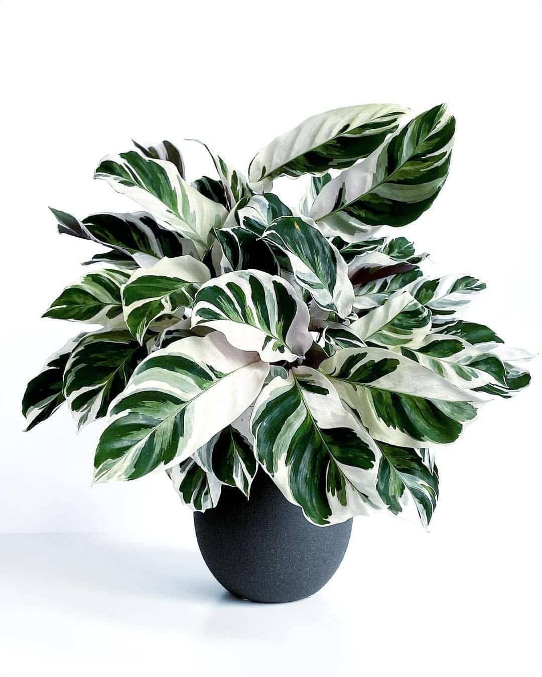 Growing White Fusion Calathea Care Tips! Plantcarefully