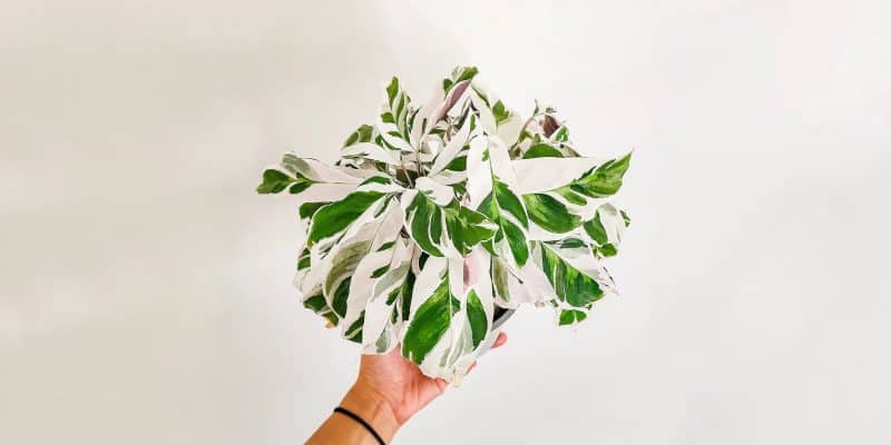 calathea-white-fusion