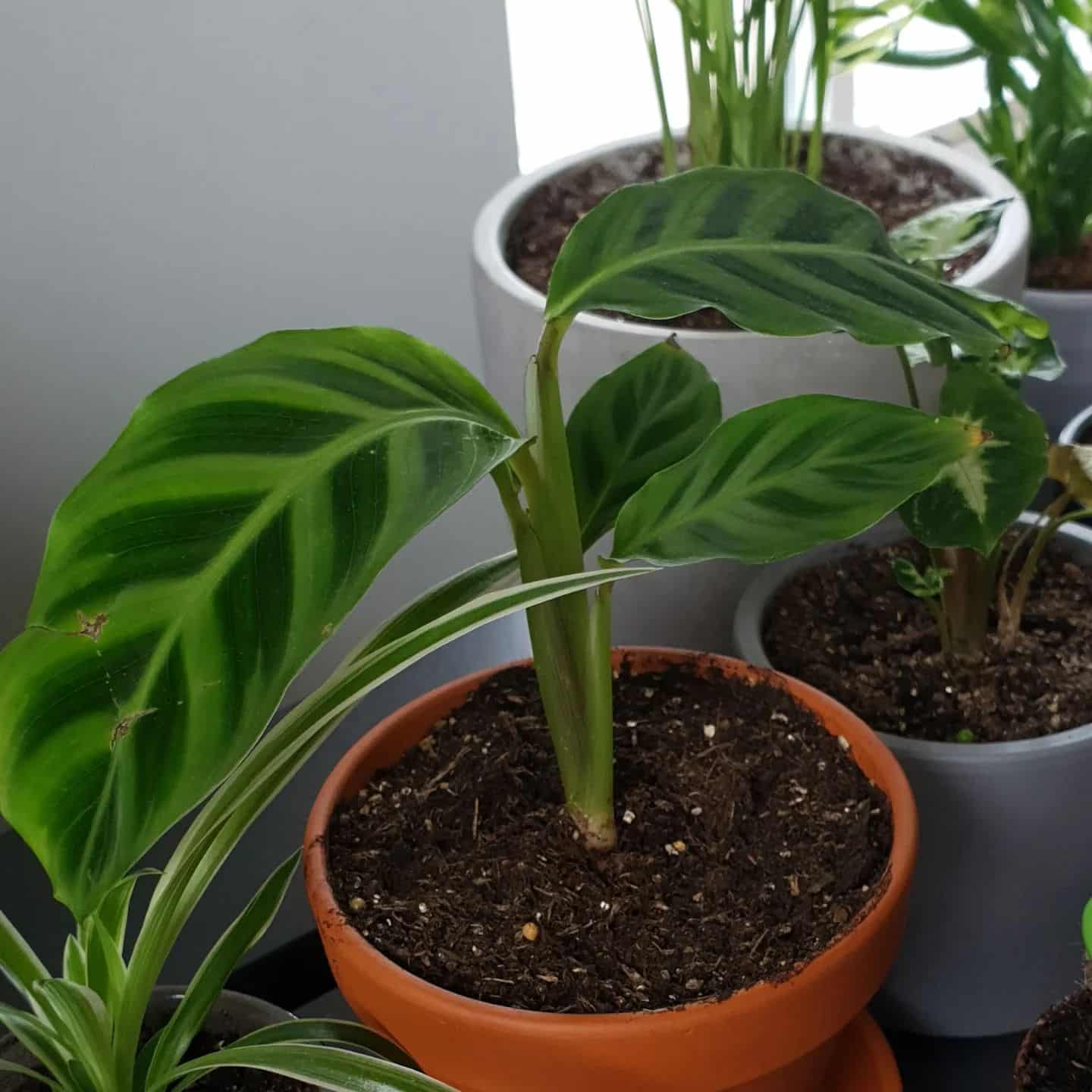 Calathea Zebrina (Zebra Plant) Care + Tips! Plantcarefully