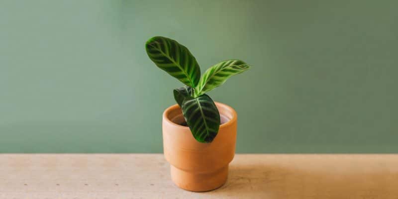 calathea-zebrina-featured