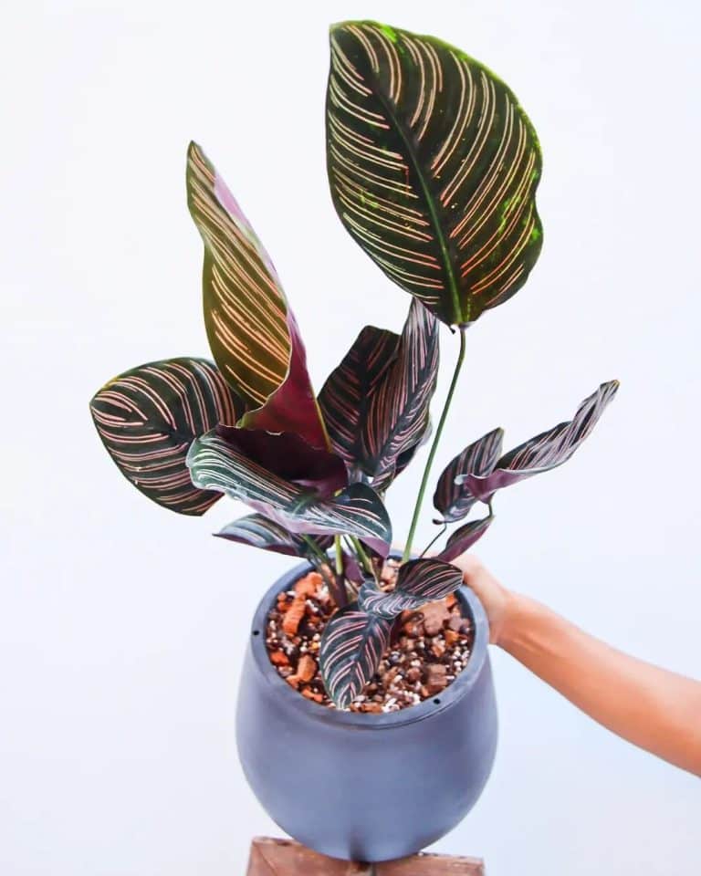 How to Care for a Calathea Plant Indoors | Plantcarefully