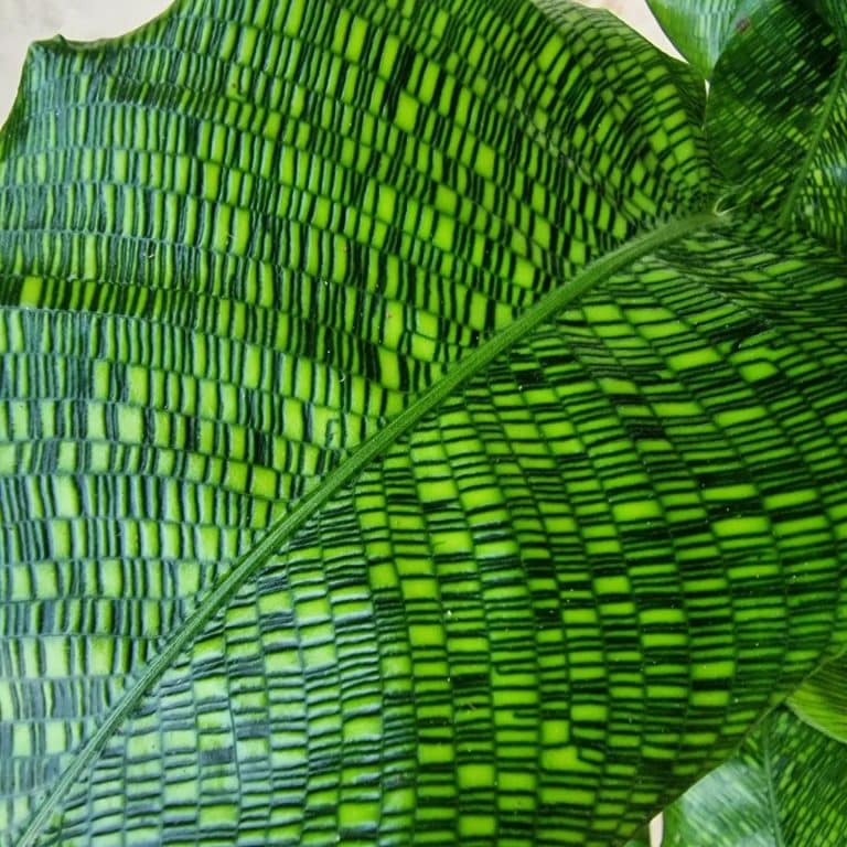 How to Care for a Calathea Plant Indoors | Plantcarefully