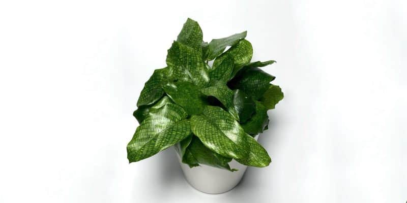 calatheamusaica-1-featured