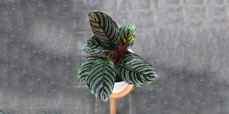 calatheaornata-1-featured