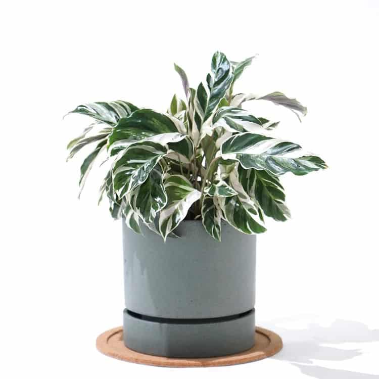 How to Care for a Calathea Plant Indoors | Plantcarefully