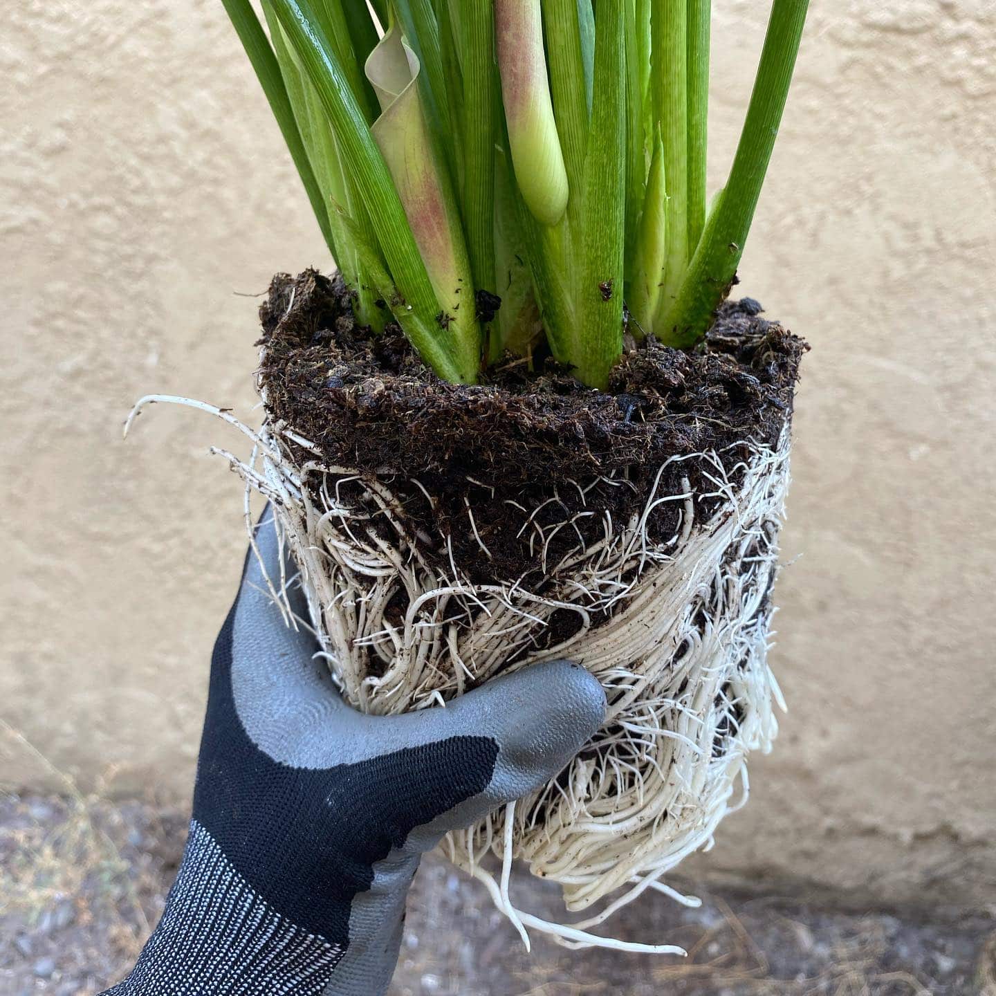 Calla Lily Growing Indoors + 13 Care Tips! Plantcarefully