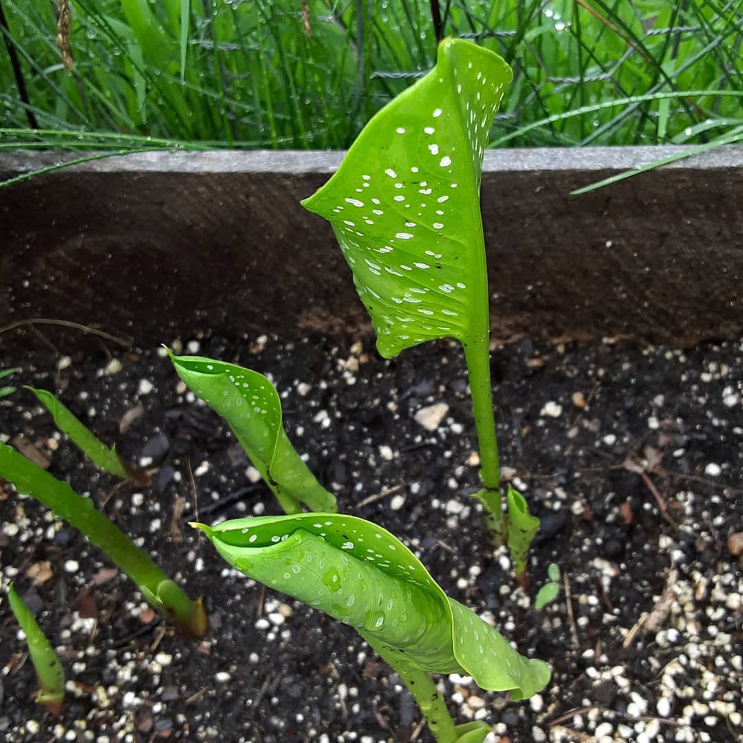 Calla Lily Growing Indoors + 13 Care Tips! Plantcarefully