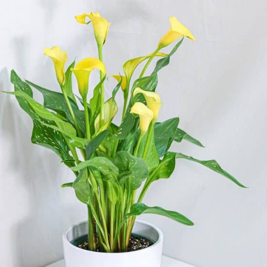 Calla discount lily indoor