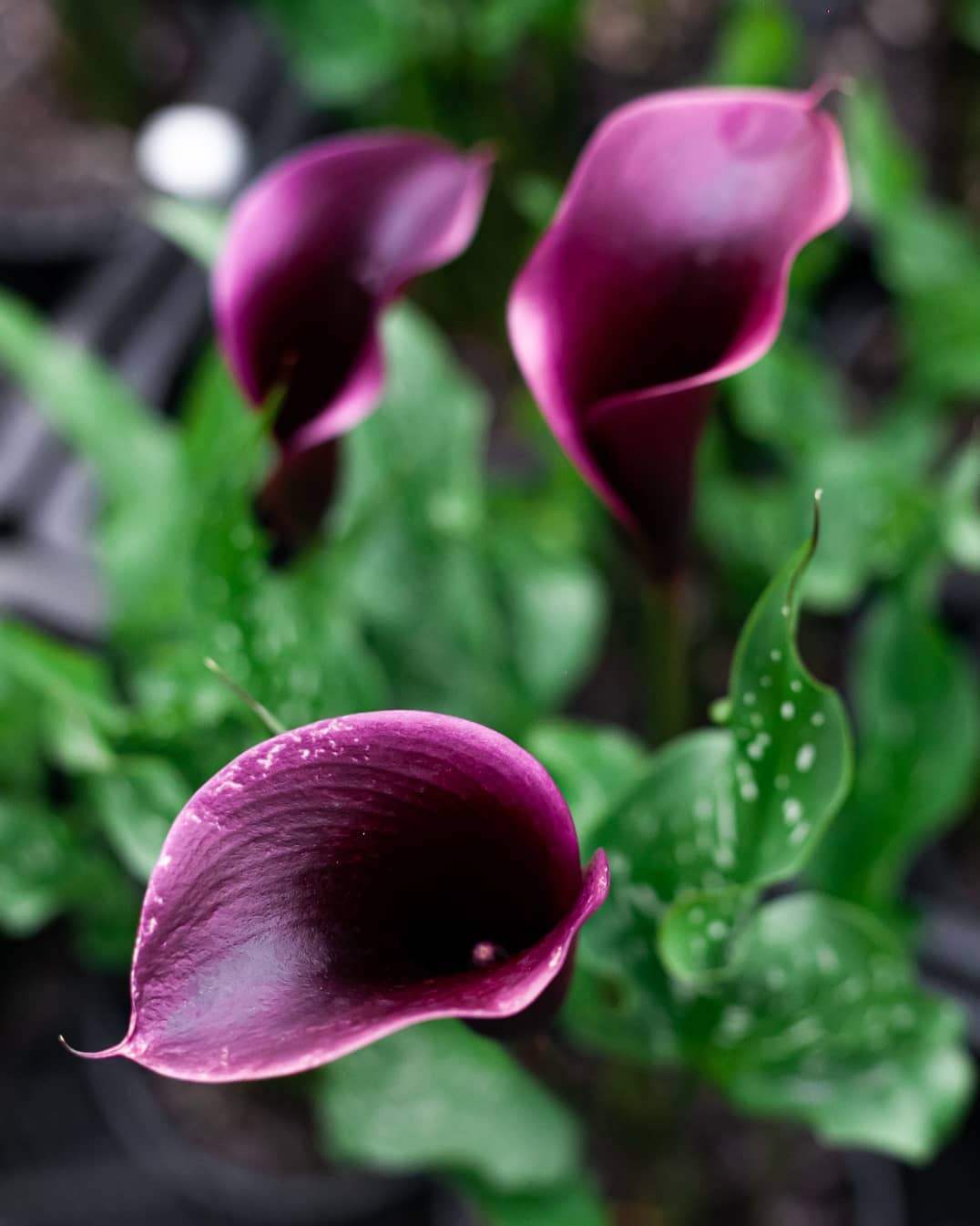 Calla Lily Growing Indoors + 13 Care Tips! Plantcarefully
