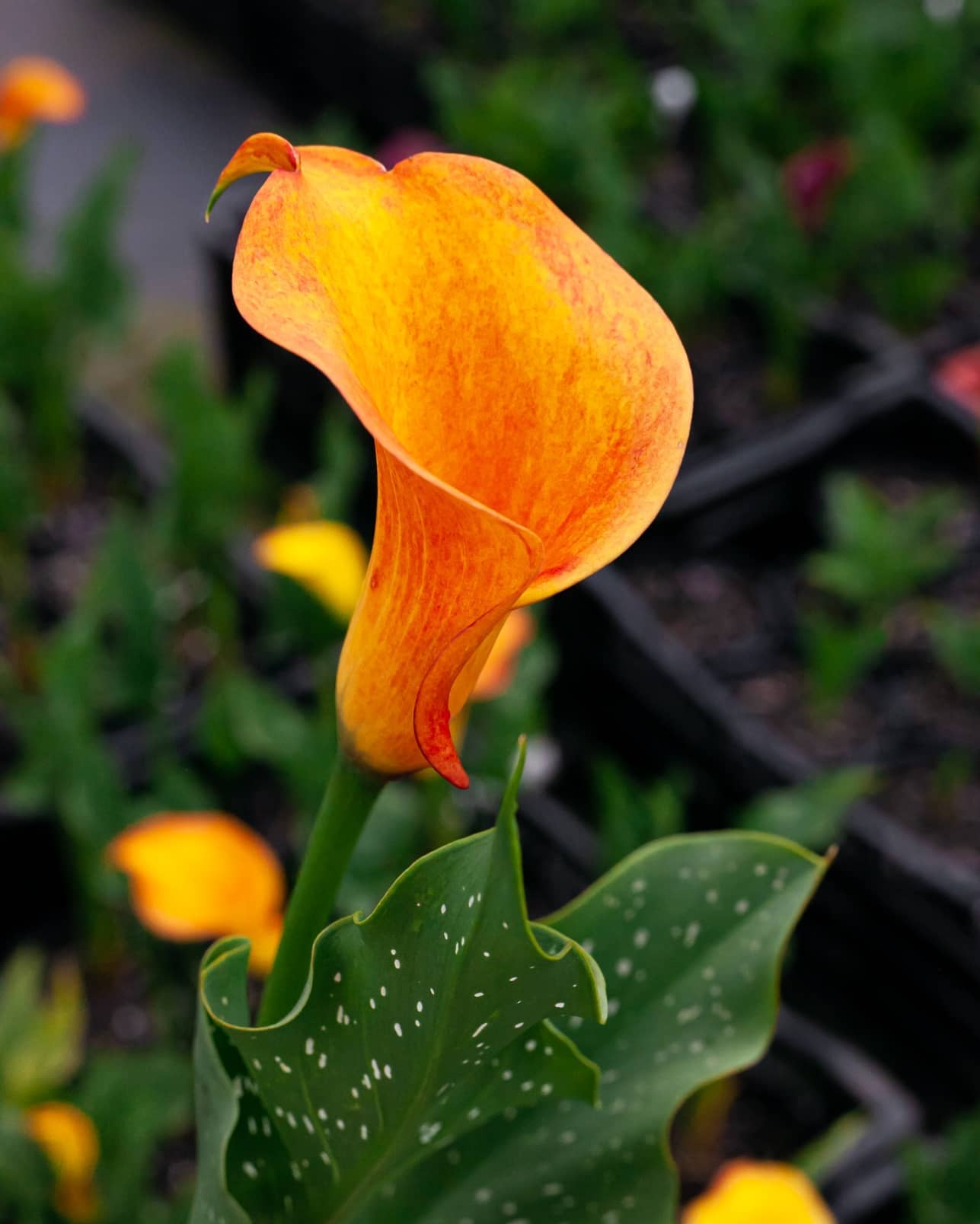 Calla Lily Growing Indoors + 13 Care Tips! Plantcarefully