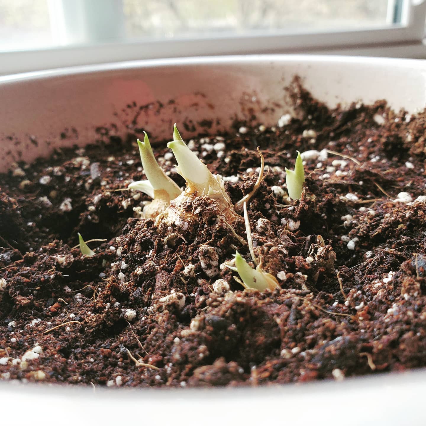 Calla Lily Growing Indoors + 13 Care Tips! Plantcarefully