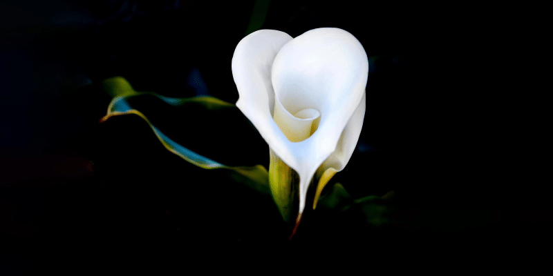 calla-lily-featured