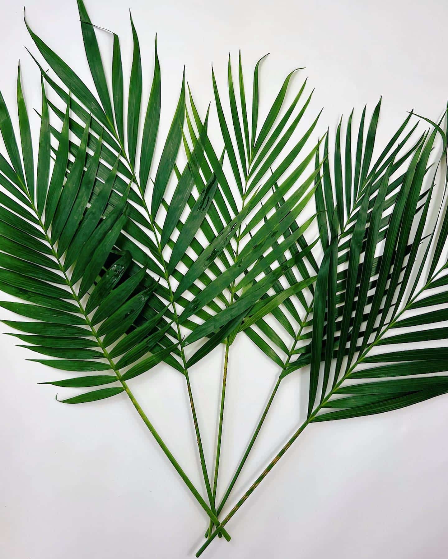 Cat Palm 7 Step Guide for Growing Indoors Plantcarefully