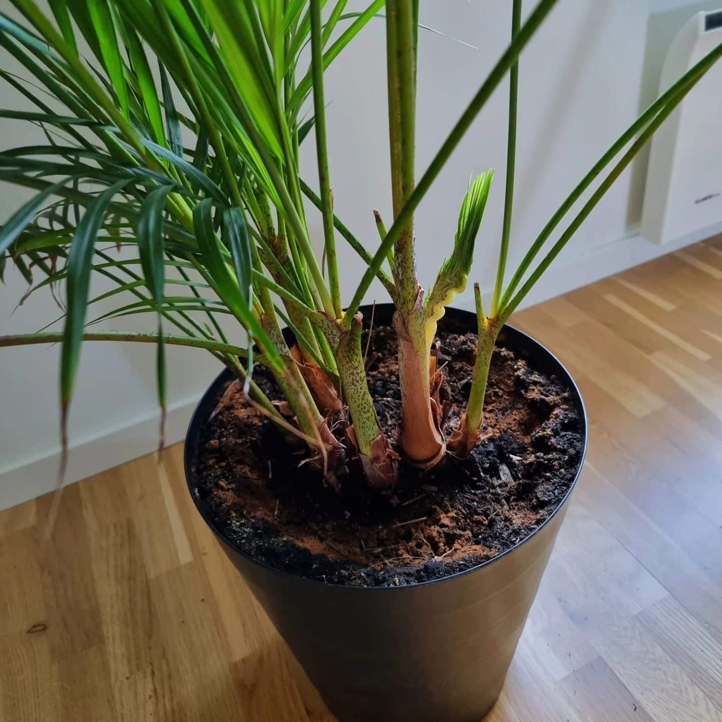 Cat Palm 7 Step Guide for Growing Indoors Plantcarefully