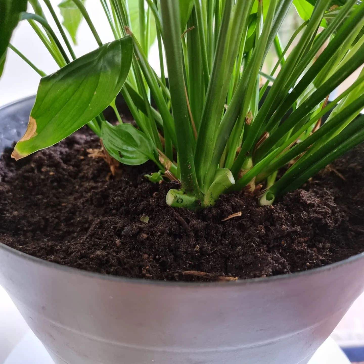 Cat Palm 7 Step Guide for Growing Indoors Plantcarefully