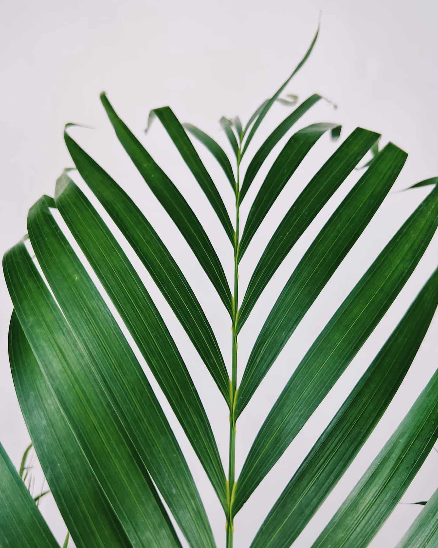 Cat Palm 7 Step Guide for Growing Indoors Plantcarefully