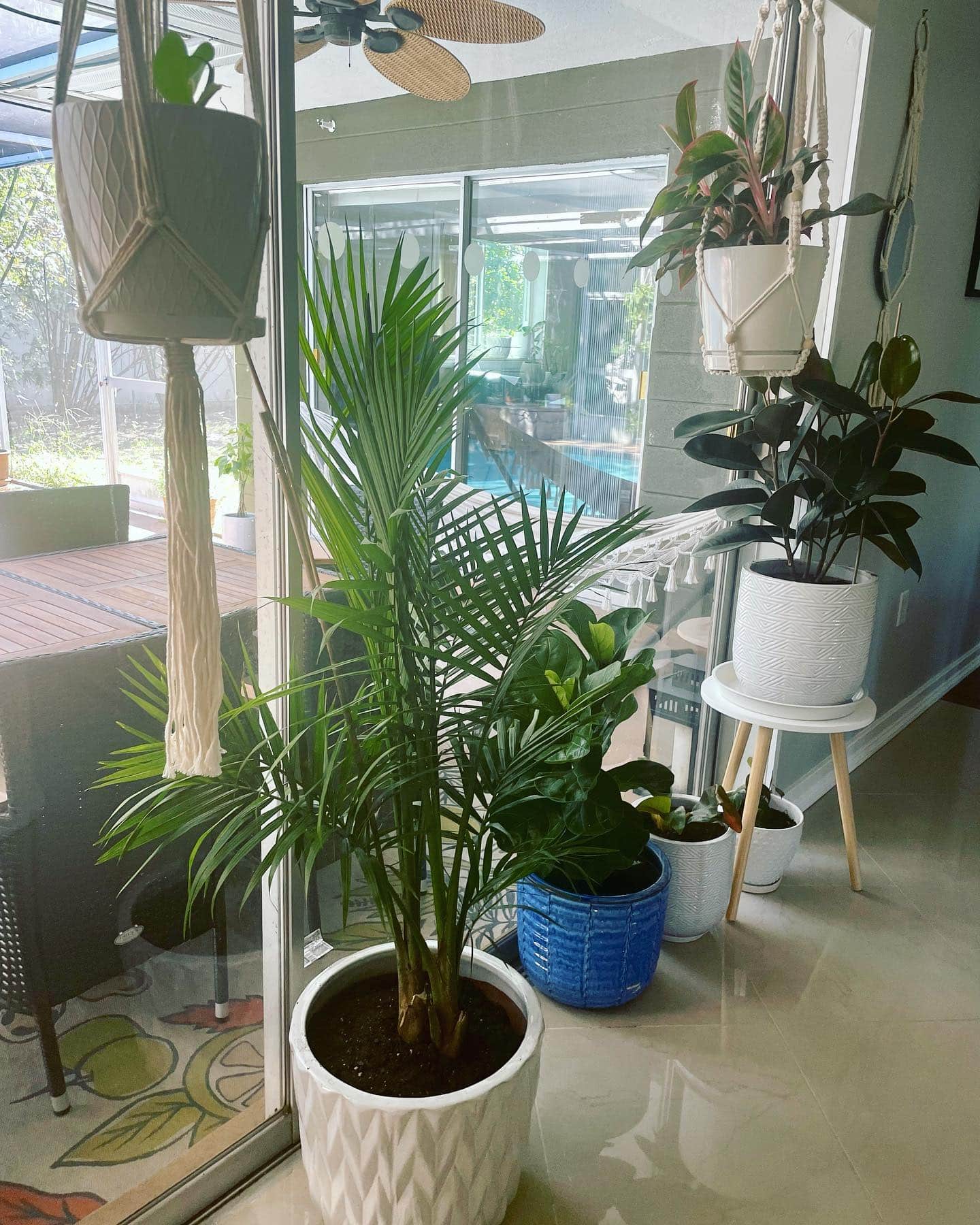 Cat Palm 7 Step Guide for Growing Indoors Plantcarefully