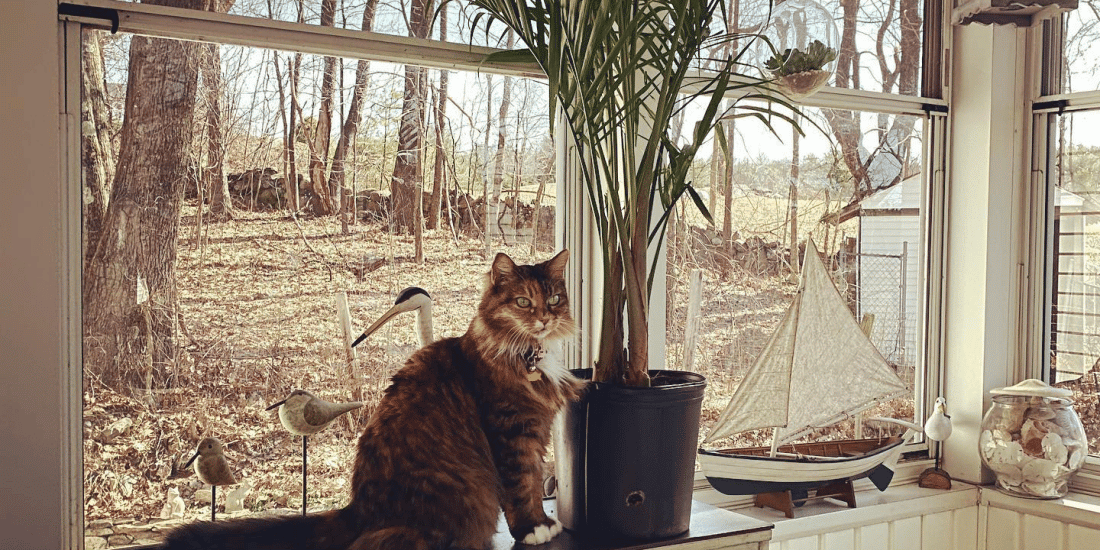 cat-palm-featured