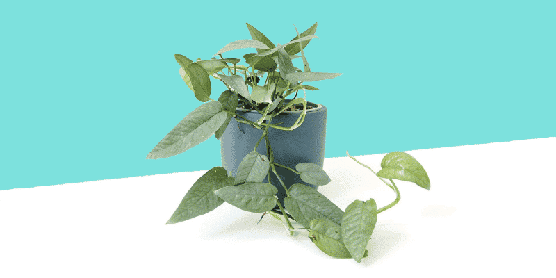 A well taken care of Cebu blue pothos plant on a blue background