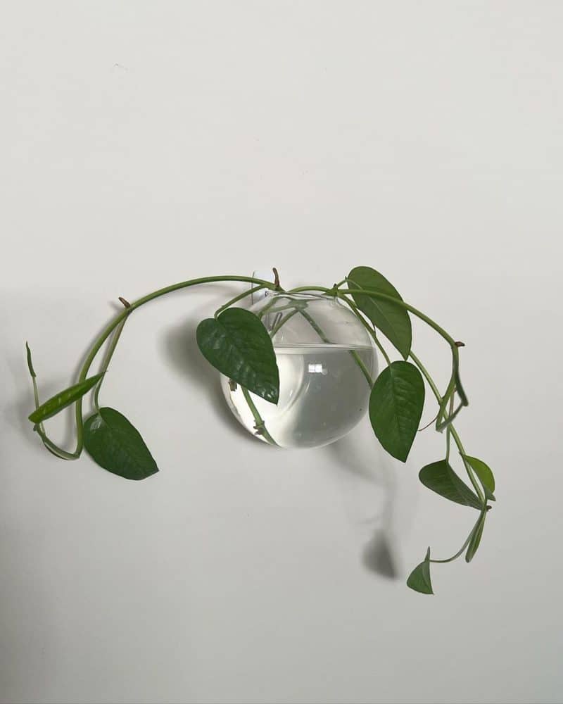 Two Cebu blue pothos propagating in water