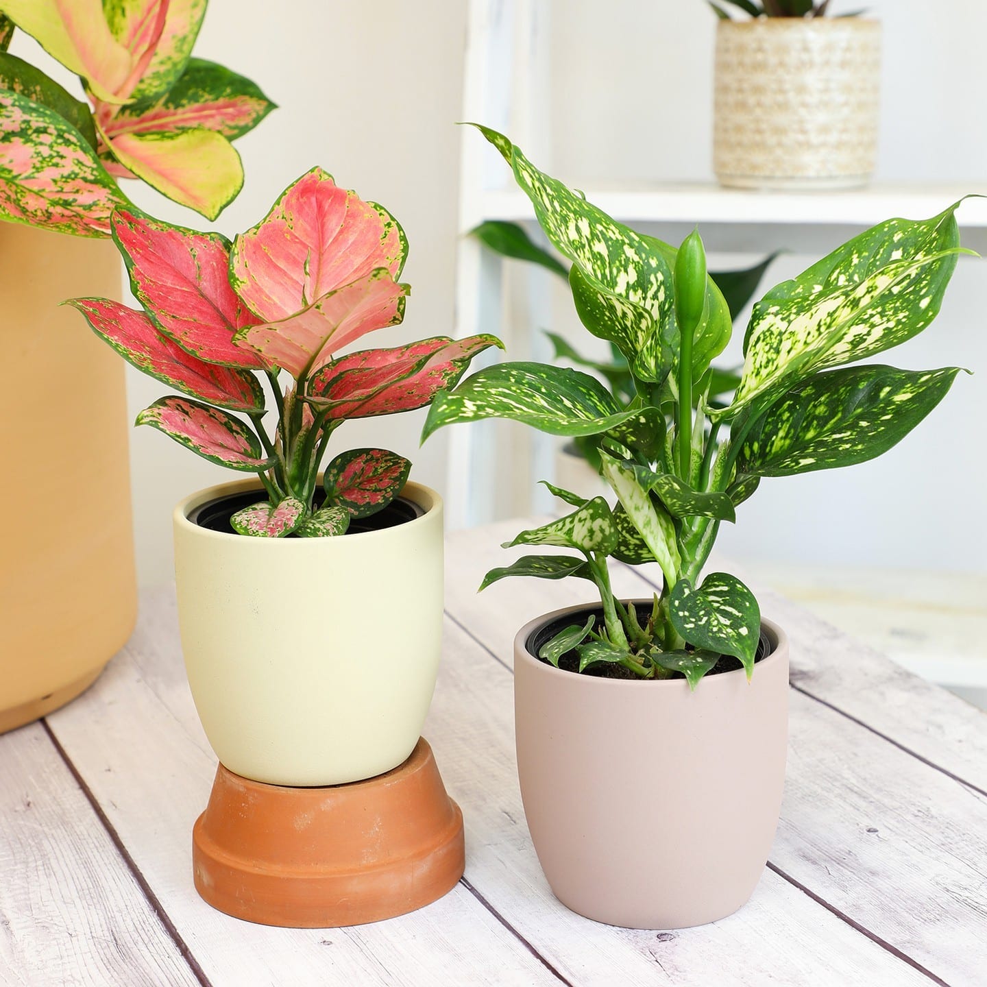 Chinese Evergreen Plant Care and Growing Tips Plantcarefully