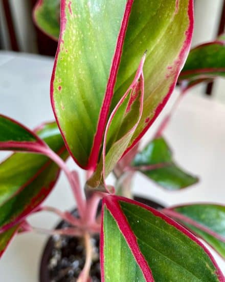 Could use some help! Is it normal for Chinese Evergreen stems to