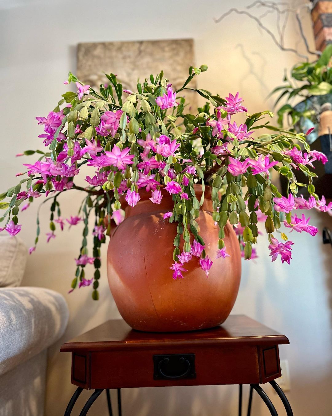 Christmas Cactus Care and Growing Guide Plantcarefully