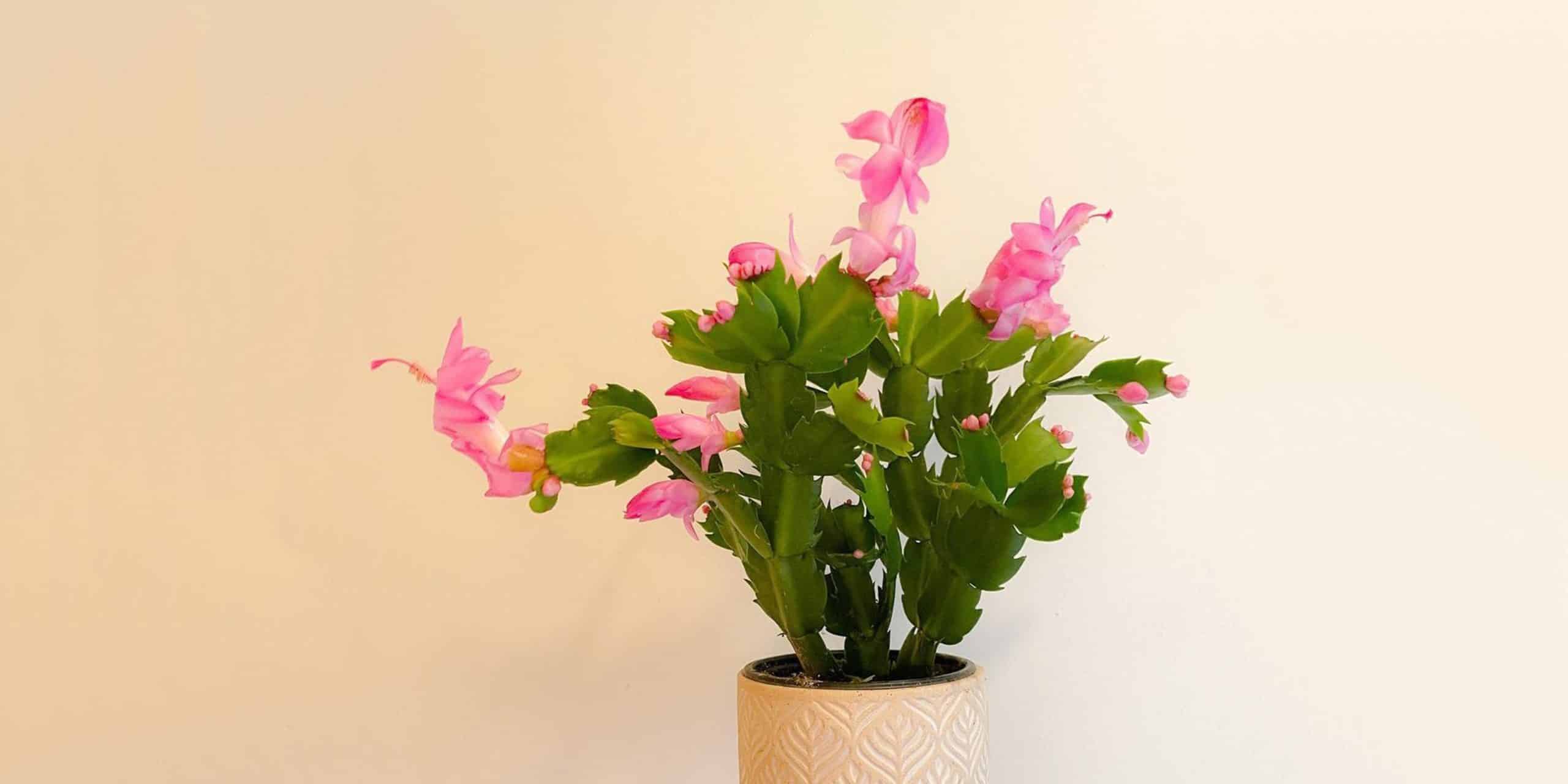 Christmas Cactus Care and Growing Guide Plantcarefully