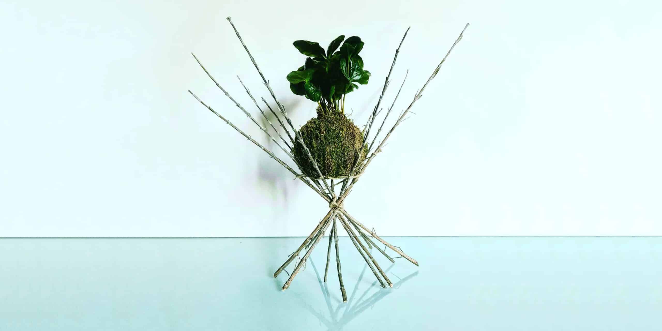 Coffee Plant Care and Growing Guide Plantcarefully