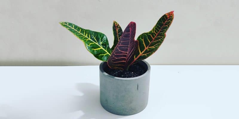 croton-featured