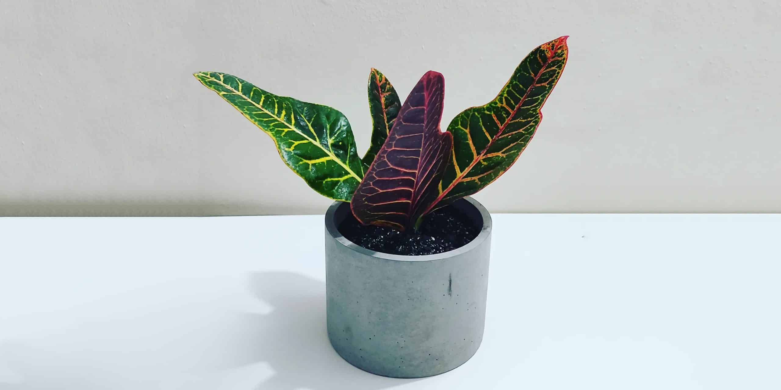 Croton Plant Care 101 Expert Tips for Colorful Leaves Plantcarefully